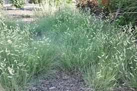 Bouteloua gracilis 