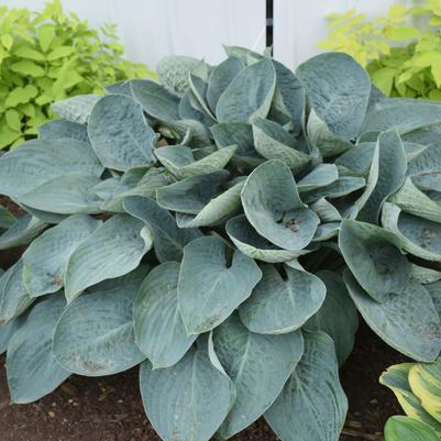 Hosta Shadowland® Above the Clouds