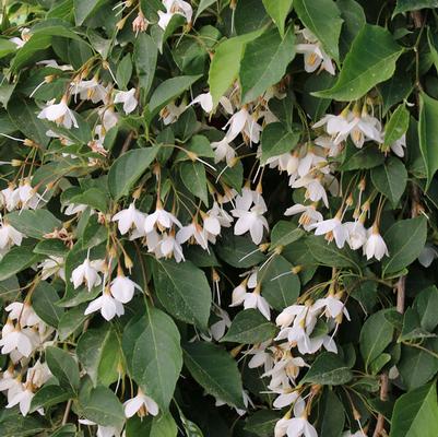 Styrax japonicus Fragrant Fountain