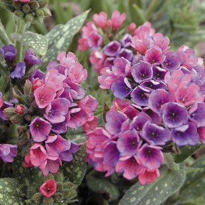 Pulmonaria longifolia Raspberry Splash
