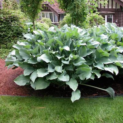 Hosta Krossa Regal