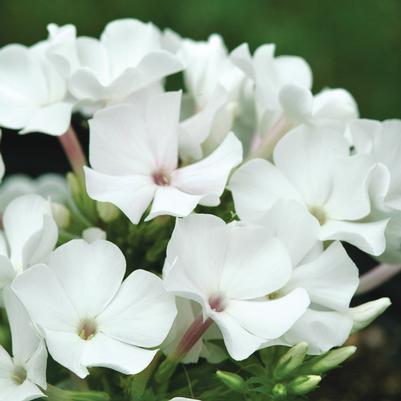 Phlox paniculata Flame™ White Flame®