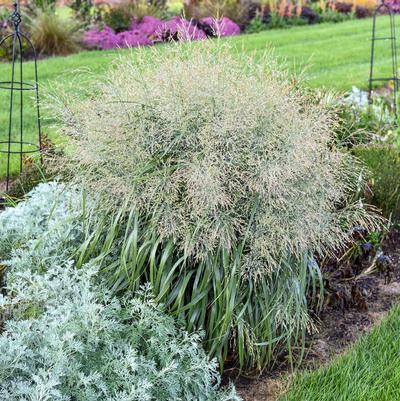 GR-Panicum Niagara Falls PW 
