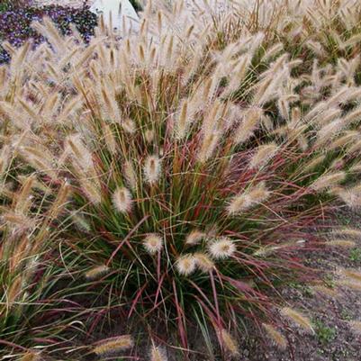 GR-Pennisetum Desert Plains 
