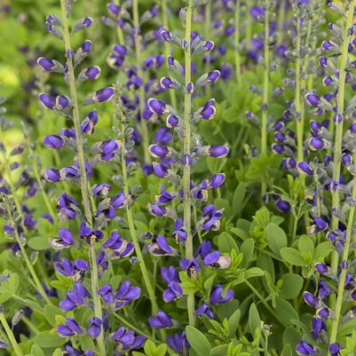 Baptisia Decadence® Deluxe Periwinkle Popsicle