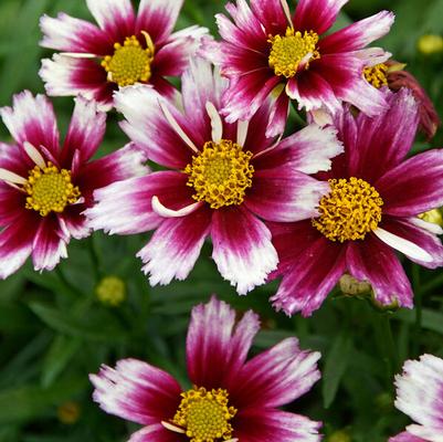 Coreopsis L'il Bang™ Starstruck