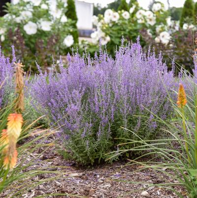 Perovskia atriplicifolia Sage Advice