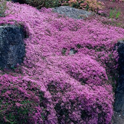 Thymus serpyllum Coccineum