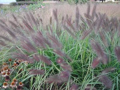 GR-Pennisetum Red Head 
