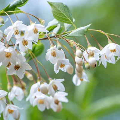 Styrax japonicus Nightfall® 