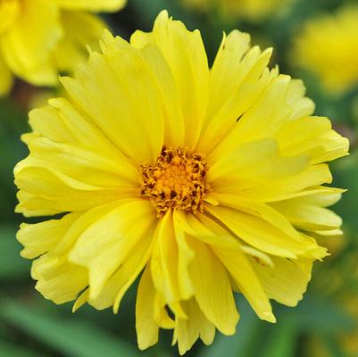 Coreopsis Leading Lady Charlize