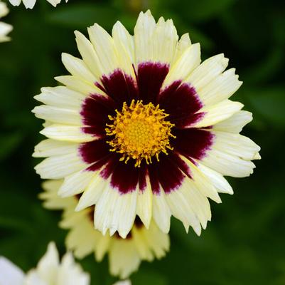 Coreopsis UpTick™ Cream