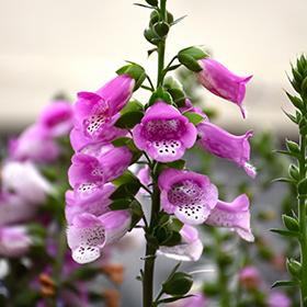 Digitalis Pink Panther