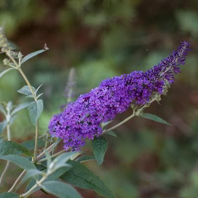 Buddleia davidii Psychedelic Sky™