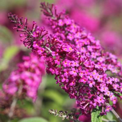 Buddleia davidii Trippy Pink®