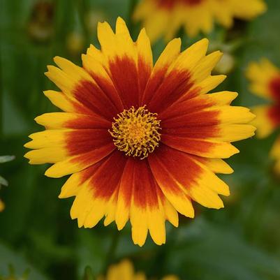 Coreopsis UpTick™ Yellow & Red