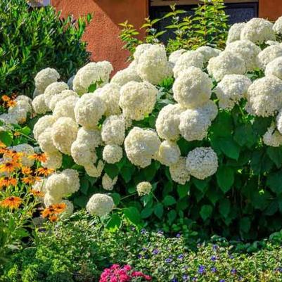 Hydrangea arborescens Annabelle