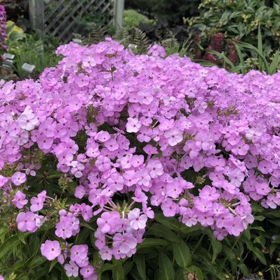 Phlox Opening Act Blush