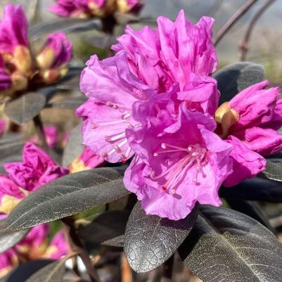 Rhododendron PJM Elite Star