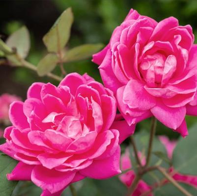 Rosa Knock Out® Pink
