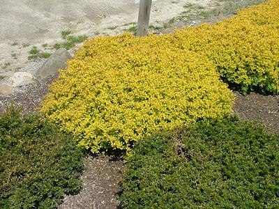 Spiraea x bumalda Gold Mine