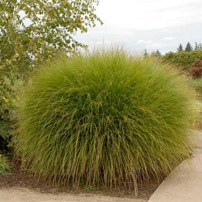 GR-Miscanthus s. Gracillimus 