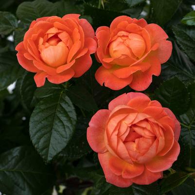 Rosa Knock Out® Orange Glow™