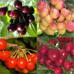 Prunus 4 in 1 Combo