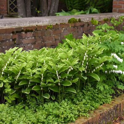 Polygonatum odoratum Variegatum