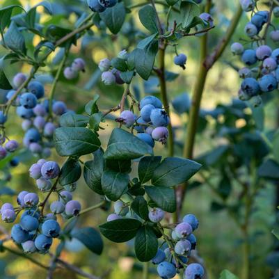 Vaccinium corymbosum Bluejay