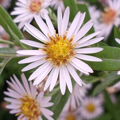 Aster ericoides 