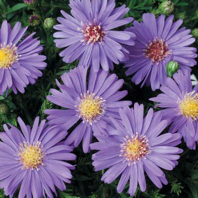Aster dumosus Kickin® Sapphire