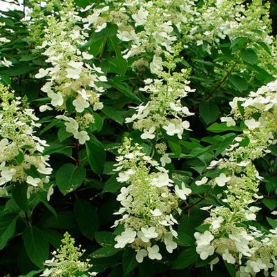 Hydrangea paniculata Tardiva