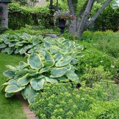 Hosta Frances Williams