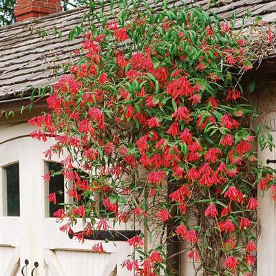 Lonicera sempervirens Major Wheeler