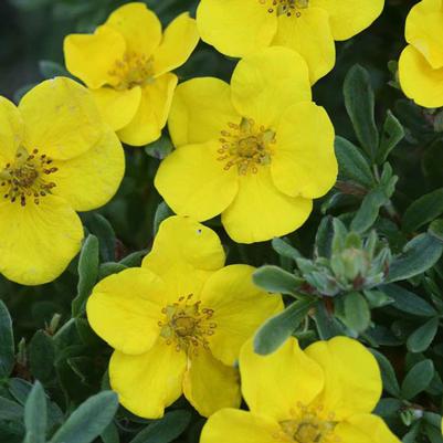 Potentilla fruticosa Happy Face® Yellow
