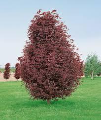 Acer platanoides Crimson Sentry