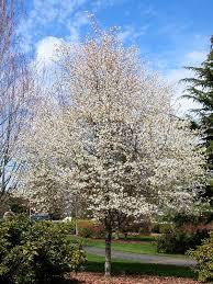 Amelanchier laevis Spring Flurry&reg;