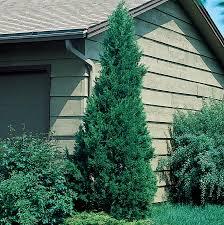 Juniperus chinensis Spearmint