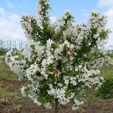 Malus Sparkling Sprite&reg;