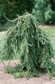 Picea abies Frohburg