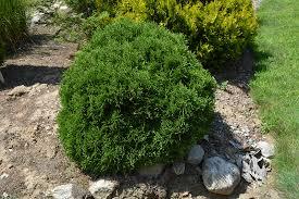 Thuja occidentalis Globosa
