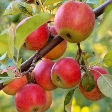 Malus Firestorm&trade;