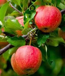 Malus domestica Fuji