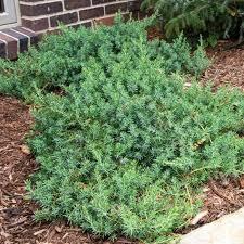 Juniperus conferta Blue Pacific