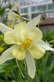 Aquilegia caerulea Kirigami&trade; Yellow