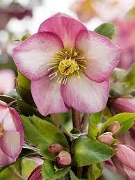 Helleborus HGC&reg; Ice 'n Roses&reg; Pink