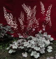 Heuchera Stainless Steel