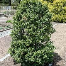 Ilex crenata Schwoebel's Compact