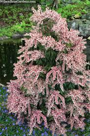 Pieris japonica Dorothy Wycoff